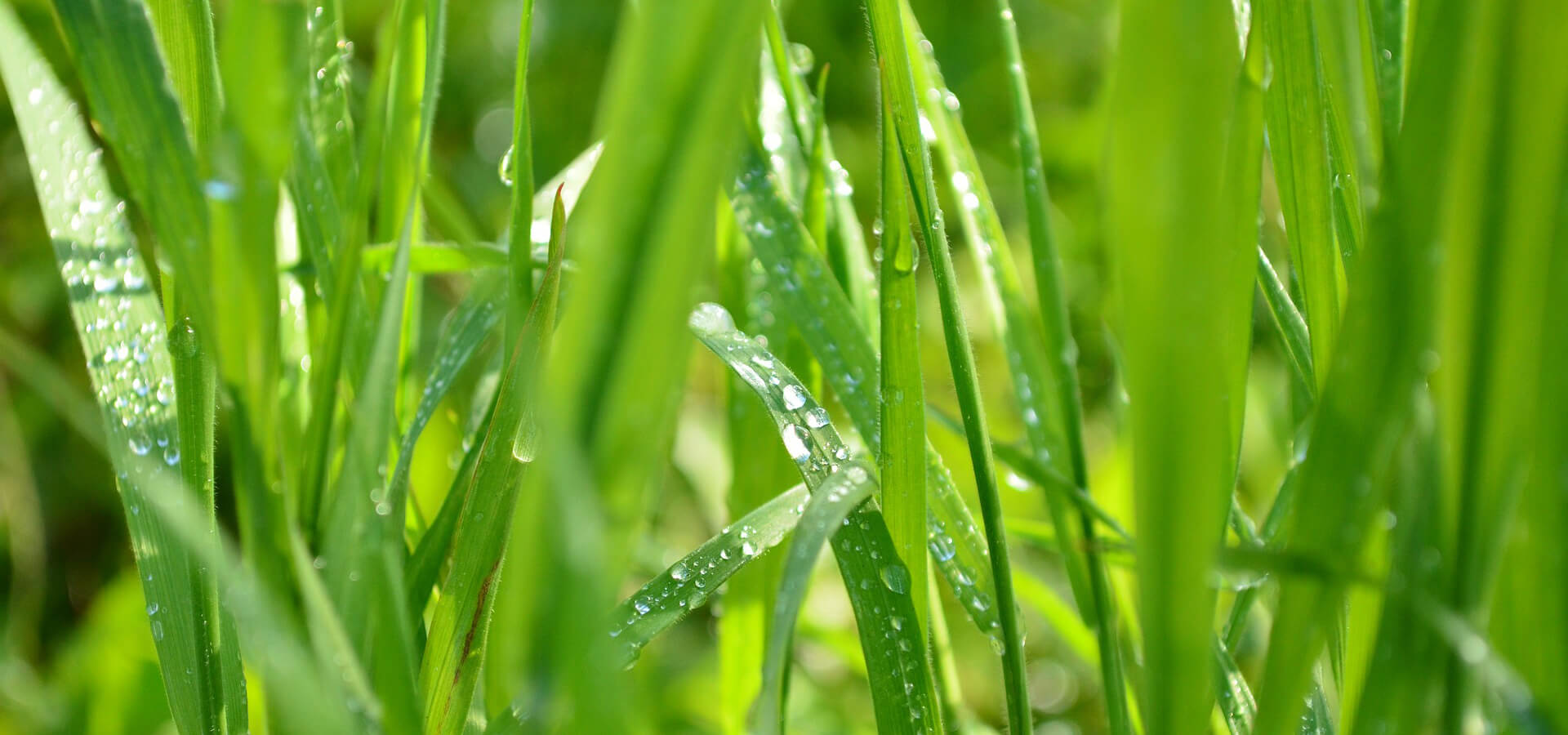 Delivering Excellence, Sustaining Livelihoods